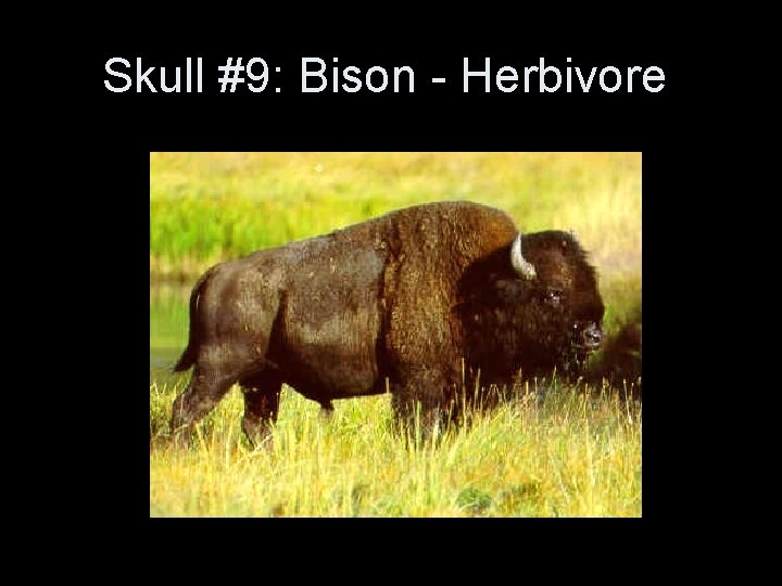 Skull #9: Bison - Herbivore Skull #9: Bison - Herbivore