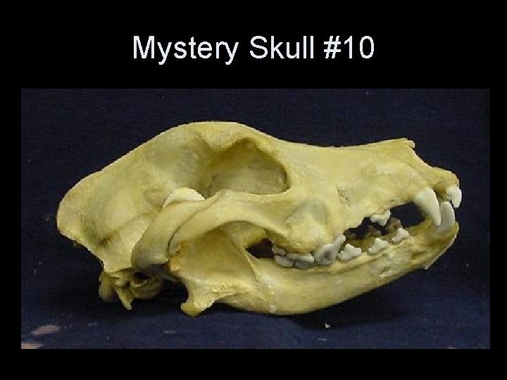 Mystery Skull #10 Mystery Skull #10