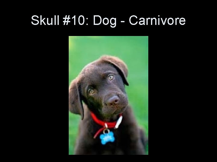 Skull #10: Dog - Carnivore Skull #10: Dog - Carnivore