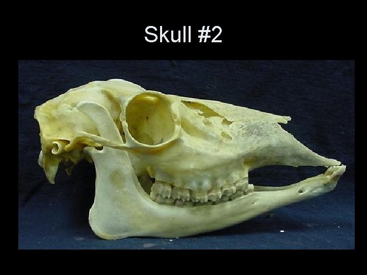 Skull #2 Skull #2
