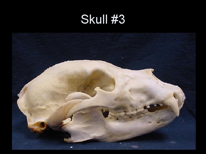 Skull #3 Skull #3