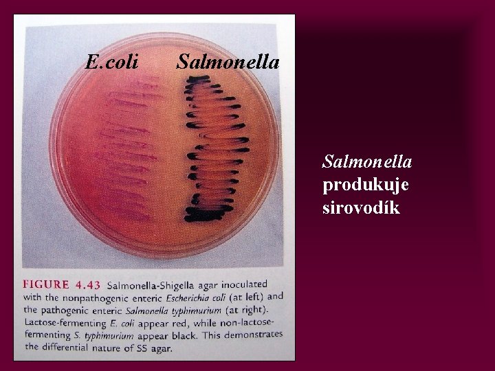 E. coli Salmonella produkuje sirovodík 