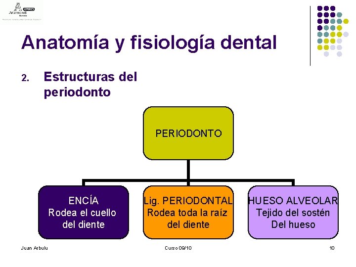 Anatomía y fisiología dental 2. Estructuras del periodonto PERIODONTO ENCÍA Rodea el cuello del