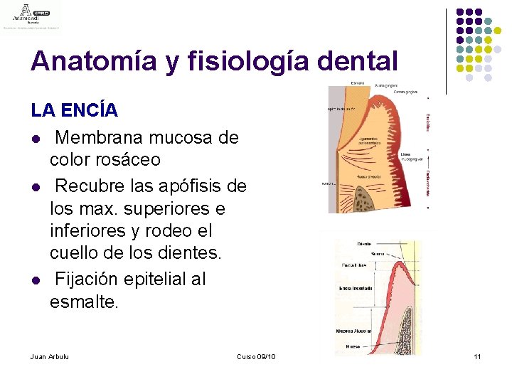 Anatomía y fisiología dental LA ENCÍA l Membrana mucosa de color rosáceo l Recubre