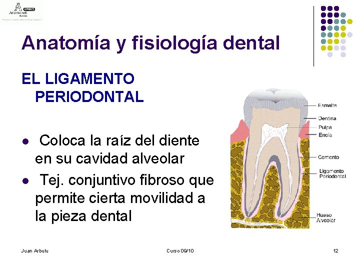 Anatomía y fisiología dental EL LIGAMENTO PERIODONTAL l l Coloca la raíz del diente