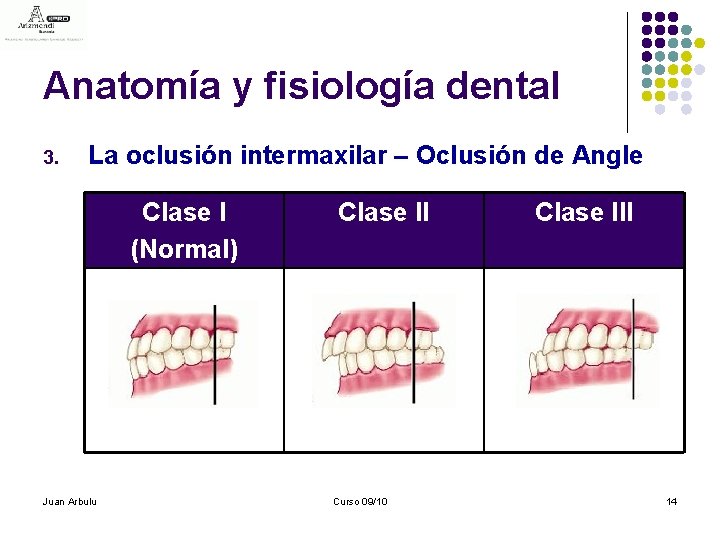 Anatomía y fisiología dental 3. La oclusión intermaxilar – Oclusión de Angle Clase I