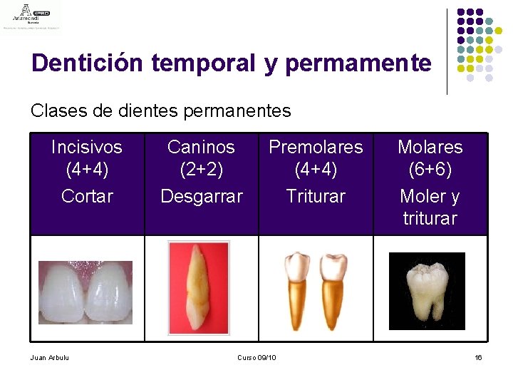 Dentición temporal y permamente Clases de dientes permanentes Incisivos (4+4) Cortar Juan Arbulu Caninos