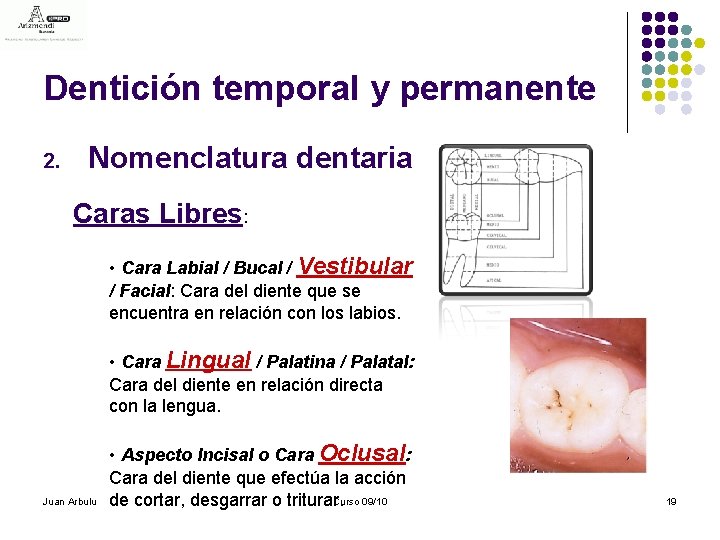 Dentición temporal y permanente 2. Nomenclatura dentaria Caras Libres: • Cara Labial / Bucal