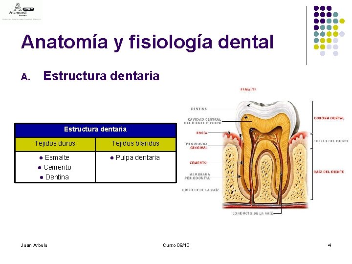 Anatomía y fisiología dental Estructura dentaria A. Estructura dentaria Tejidos duros Esmalte l Cemento