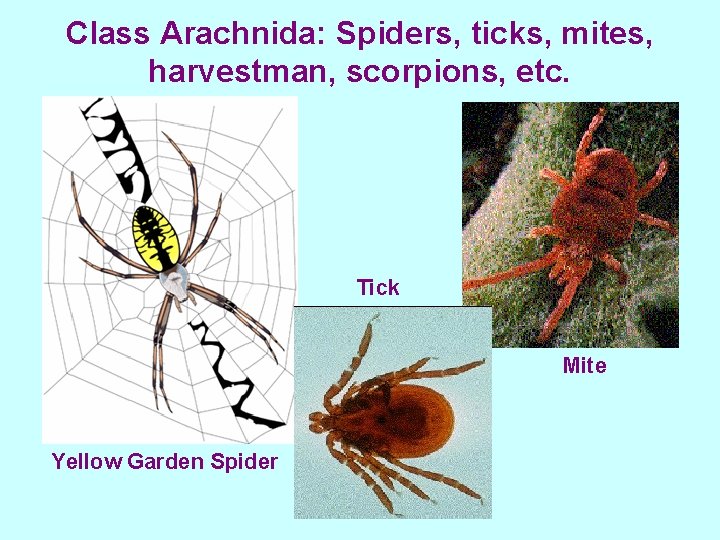 Class Arachnida: Spiders, ticks, mites, harvestman, scorpions, etc. Tick Mite Yellow Garden Spider 