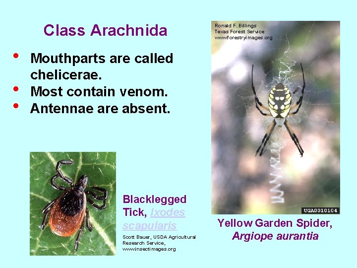 Class Arachnida • • • Ronald F. Billings Texas Forest Service www. forestryimages. org
