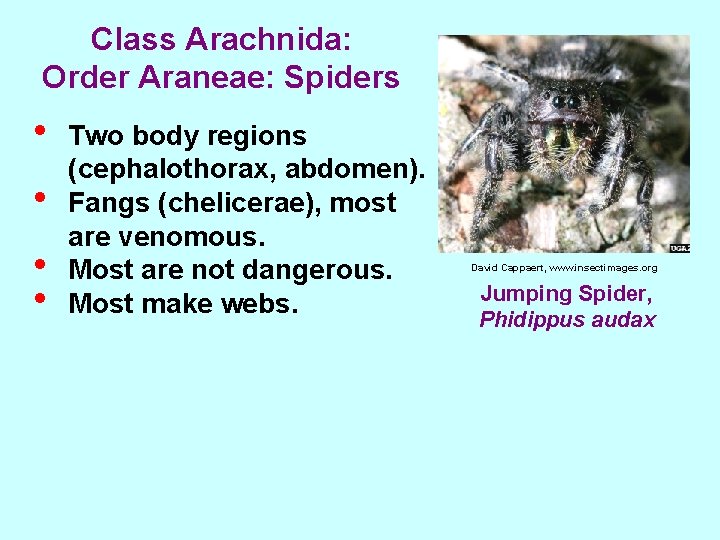 Class Arachnida: Order Araneae: Spiders • • Two body regions (cephalothorax, abdomen). Fangs (chelicerae),