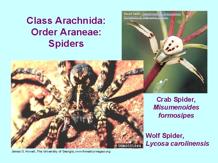 Class Arachnida: Order Araneae: Spiders David Keith, Department of Entomology University of Nebraska-Lincoln Crab