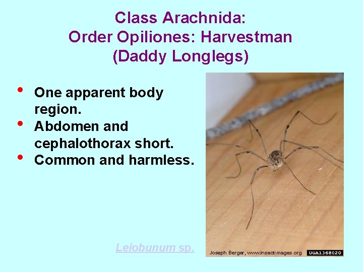 Class Arachnida: Order Opiliones: Harvestman (Daddy Longlegs) • • • One apparent body region.