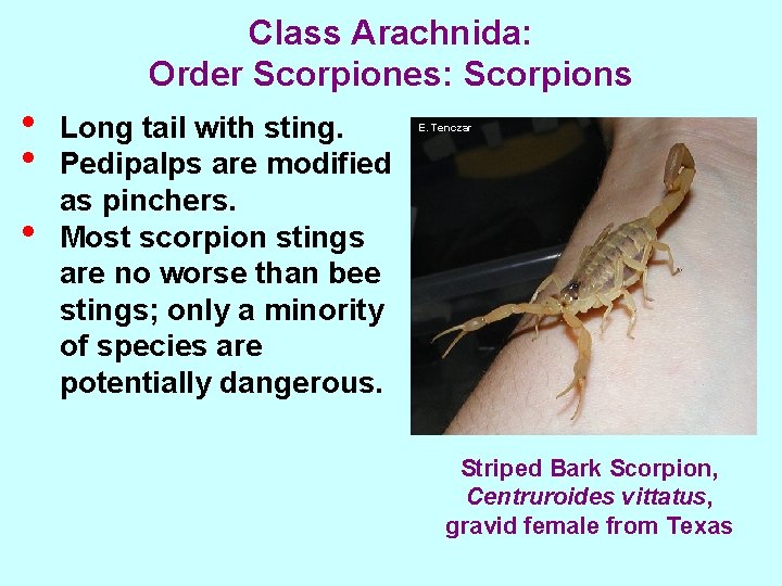 Class Arachnida: Order Scorpiones: Scorpions • • • Long tail with sting. Pedipalps are