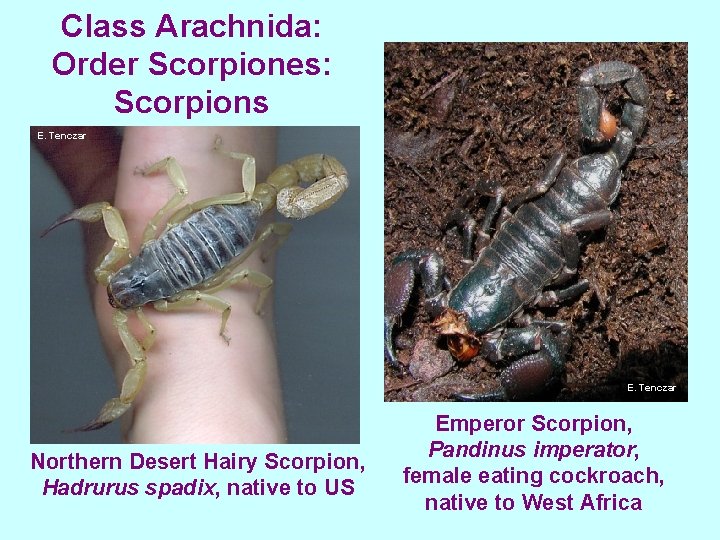 Class Arachnida: Order Scorpiones: Scorpions E. Tenczar Northern Desert Hairy Scorpion, Hadrurus spadix, native
