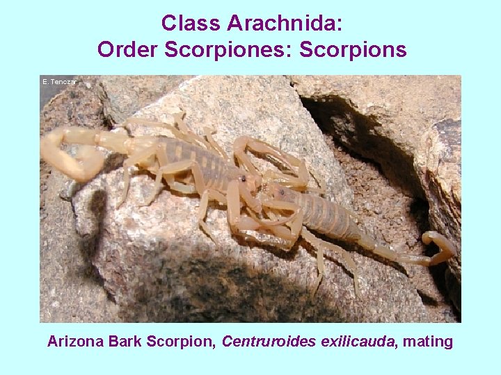 Class Arachnida: Order Scorpiones: Scorpions E. Tenczar Arizona Bark Scorpion, Centruroides exilicauda, mating 