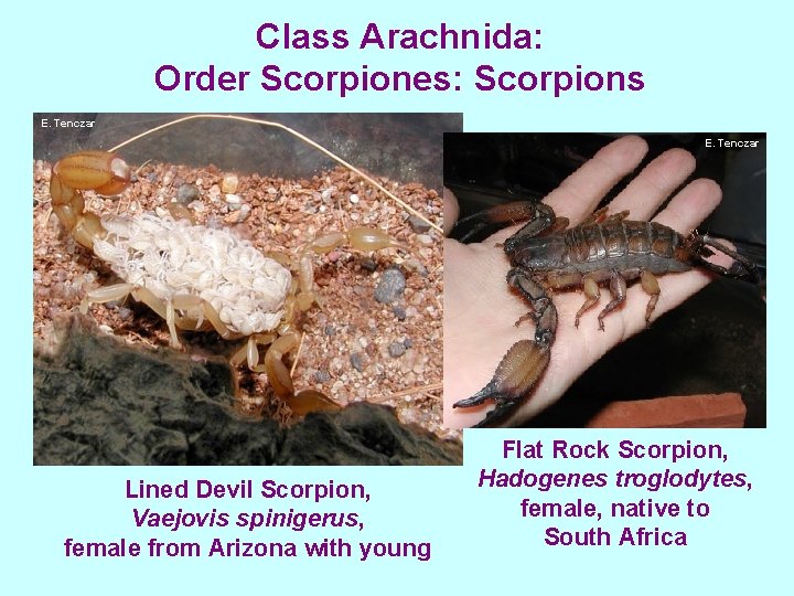 Class Arachnida: Order Scorpiones: Scorpions E. Tenczar Lined Devil Scorpion, Vaejovis spinigerus, female from