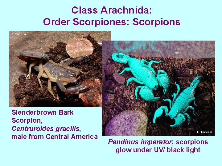 Class Arachnida: Order Scorpiones: Scorpions E. Tenczar Slenderbrown Bark Scorpion, Centruroides gracilis, male from