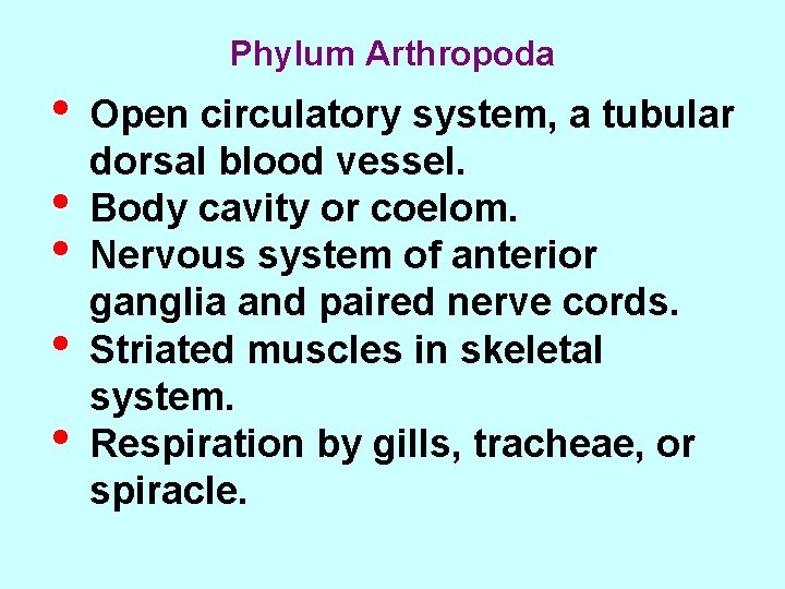 Phylum Arthropoda • • • Open circulatory system, a tubular dorsal blood vessel. Body