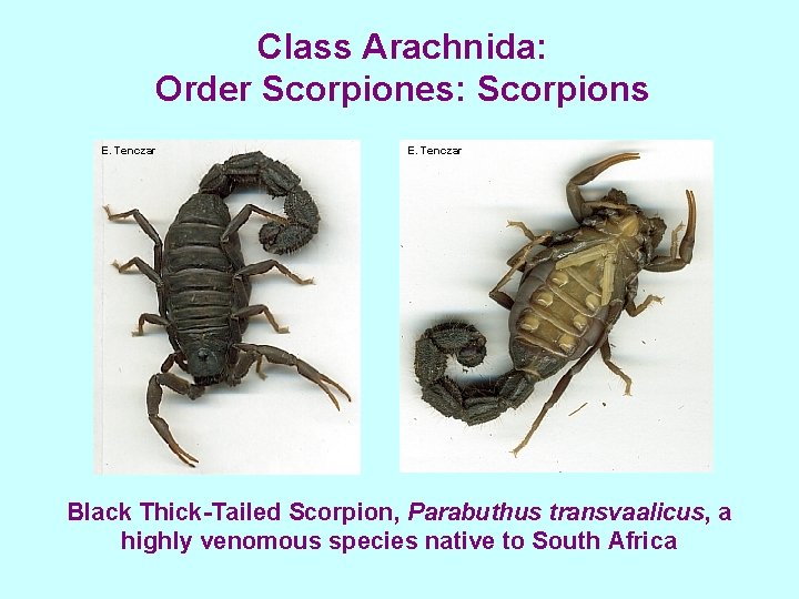 Class Arachnida: Order Scorpiones: Scorpions E. Tenczar Black Thick-Tailed Scorpion, Parabuthus transvaalicus, a highly