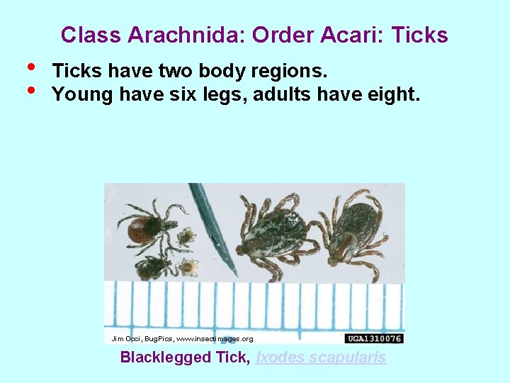 Class Arachnida: Order Acari: Ticks • • Ticks have two body regions. Young have
