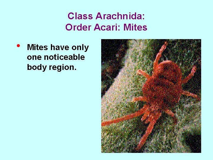 Class Arachnida: Order Acari: Mites • Mites have only one noticeable body region. 