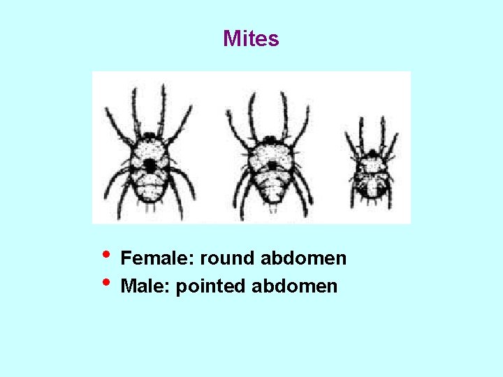 Mites • Female: round abdomen • Male: pointed abdomen 