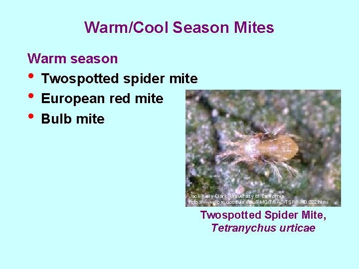 Warm/Cool Season Mites Warm season • Twospotted spider mite • European red mite •