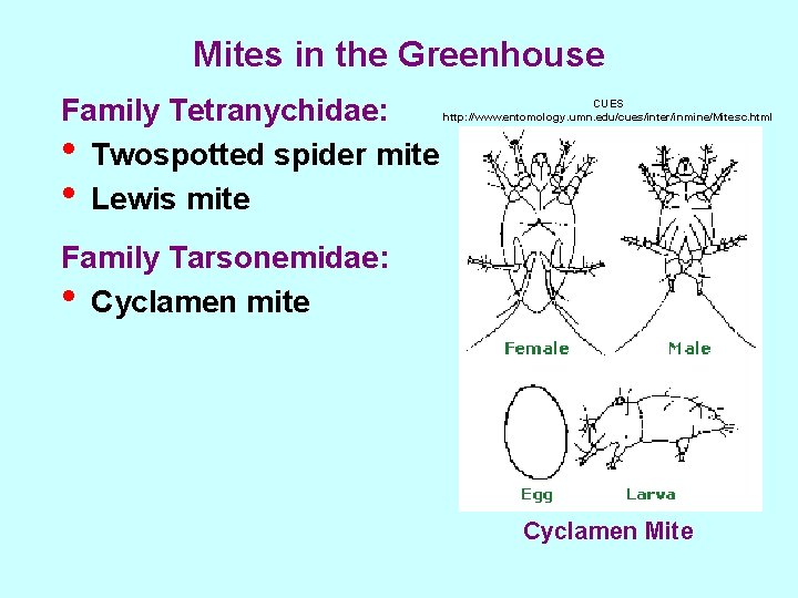 Mites in the Greenhouse Family Tetranychidae: • Twospotted spider mite • Lewis mite CUES
