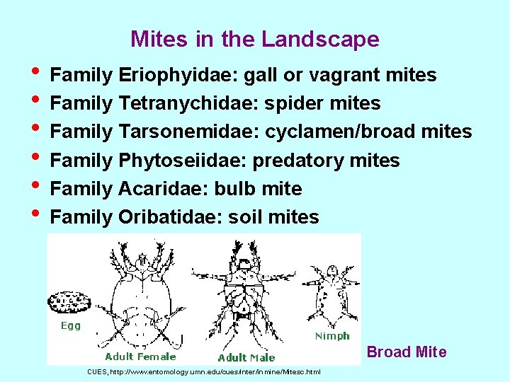Mites in the Landscape • Family Eriophyidae: gall or vagrant mites • Family Tetranychidae: