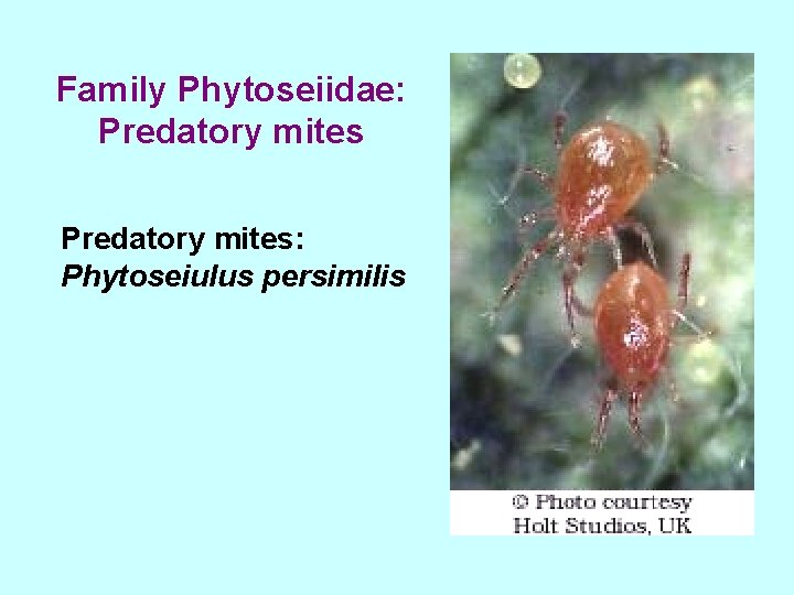 Family Phytoseiidae: Predatory mites: Phytoseiulus persimilis 