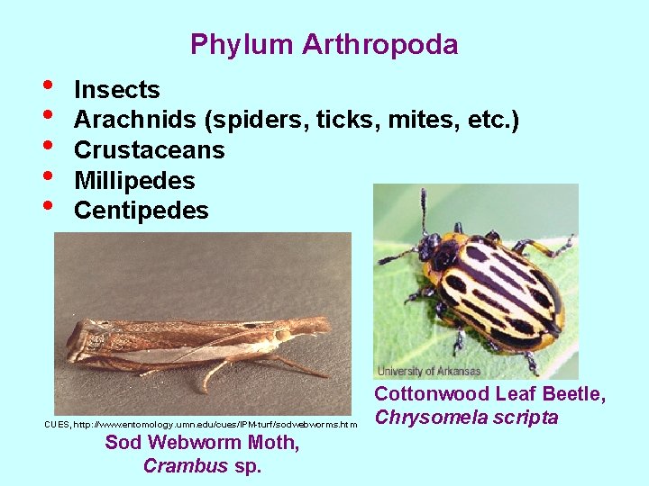 Phylum Arthropoda • • • Insects Arachnids (spiders, ticks, mites, etc. ) Crustaceans Millipedes