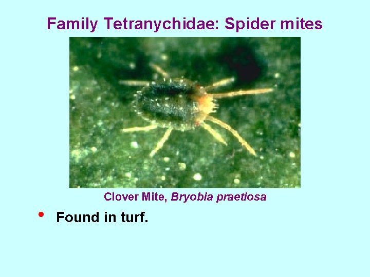 Family Tetranychidae: Spider mites • Clover Mite, Bryobia praetiosa Found in turf. 