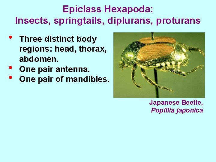 Epiclass Hexapoda: Insects, springtails, diplurans, proturans • • • Three distinct body regions: head,