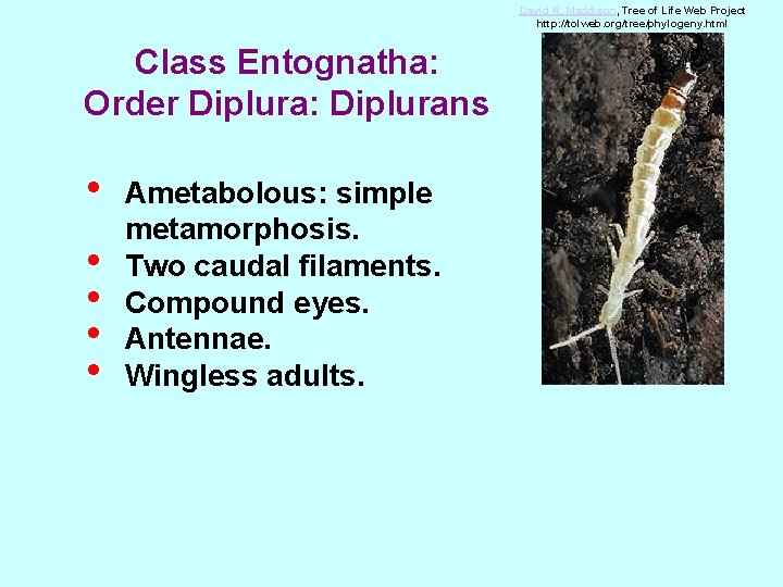 David R. Maddison, Tree of Life Web Project http: //tolweb. org/tree/phylogeny. html Class Entognatha: