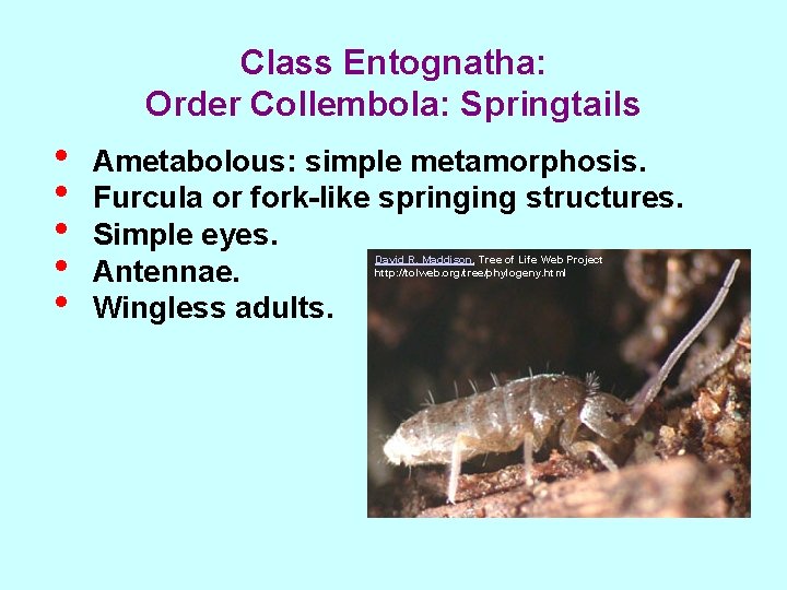 Class Entognatha: Order Collembola: Springtails • • • Ametabolous: simple metamorphosis. Furcula or fork-like
