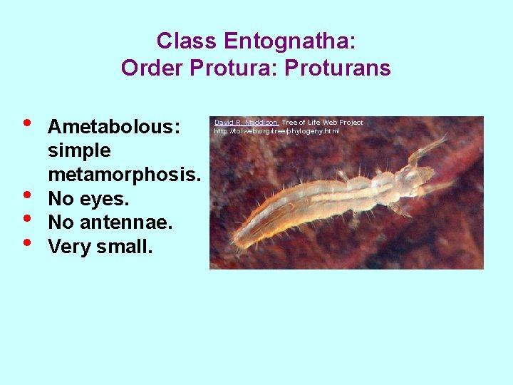 Class Entognatha: Order Protura: Proturans • • Ametabolous: simple metamorphosis. No eyes. No antennae.