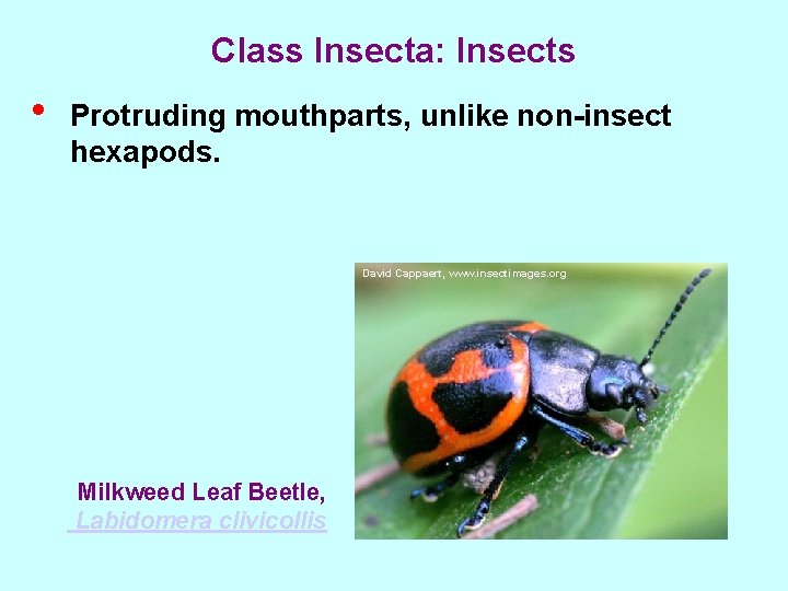 Class Insecta: Insects • Protruding mouthparts, unlike non-insect hexapods. David Cappaert, www. insectimages. org