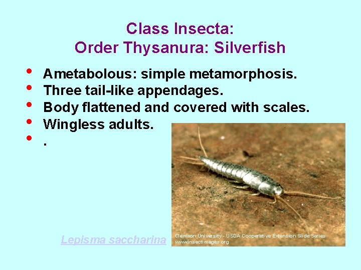 Class Insecta: Order Thysanura: Silverfish • • • Ametabolous: simple metamorphosis. Three tail-like appendages.