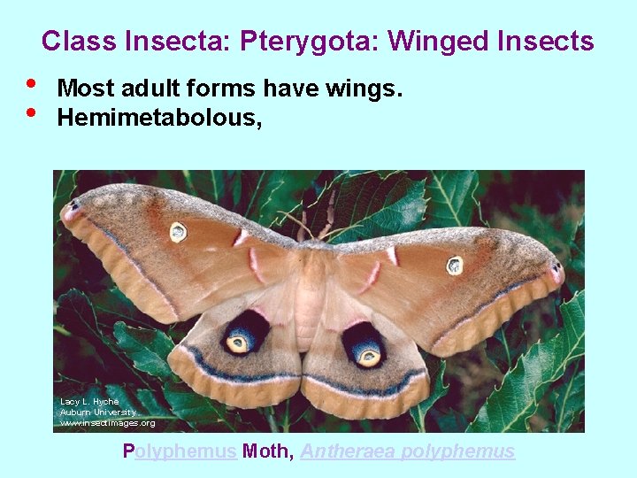 Class Insecta: Pterygota: Winged Insects • • Most adult forms have wings. Hemimetabolous, Lacy
