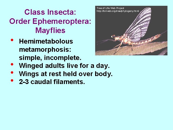 Class Insecta: Order Ephemeroptera: Mayflies • • Tree of Life Web Project http: //tolweb.