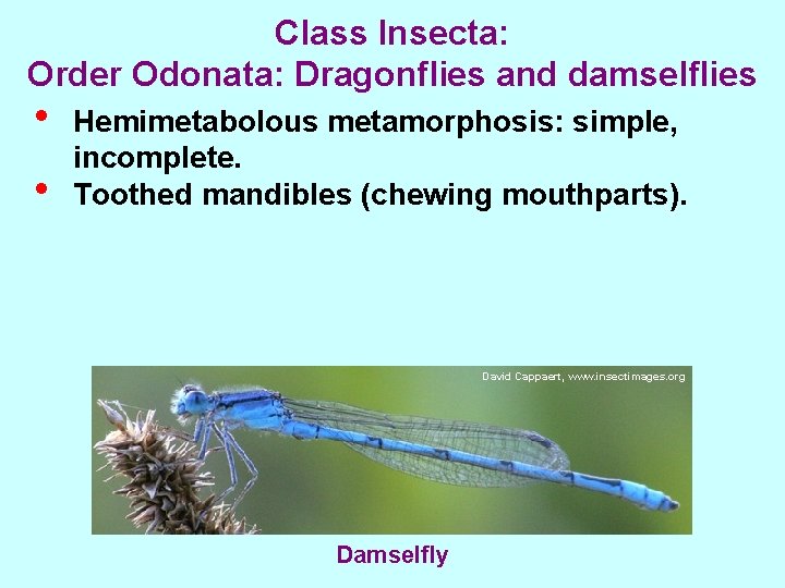 Class Insecta: Order Odonata: Dragonflies and damselflies • • Hemimetabolous metamorphosis: simple, incomplete. Toothed