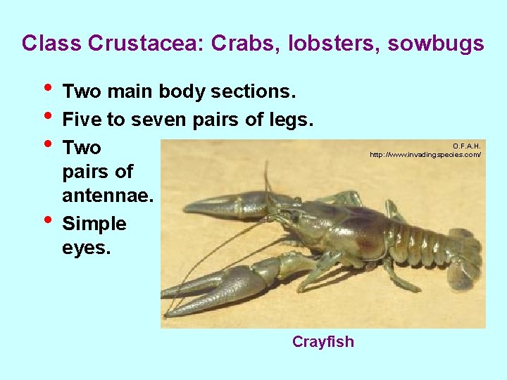 Class Crustacea: Crabs, lobsters, sowbugs • Two main body sections. • Five to seven