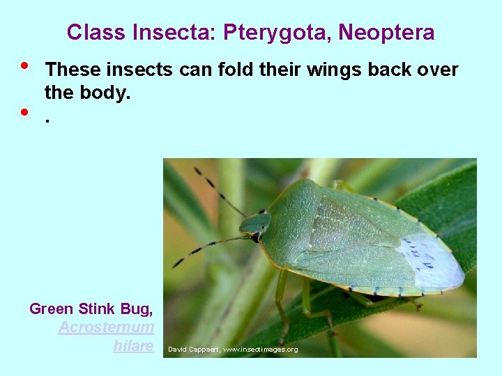 Class Insecta: Pterygota, Neoptera • • These insects can fold their wings back over