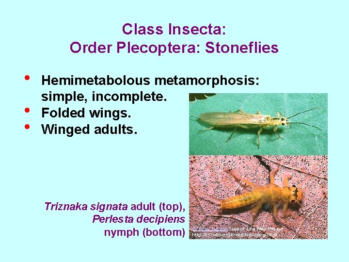 Class Insecta: Order Plecoptera: Stoneflies • • • Hemimetabolous metamorphosis: simple, incomplete. Folded wings.