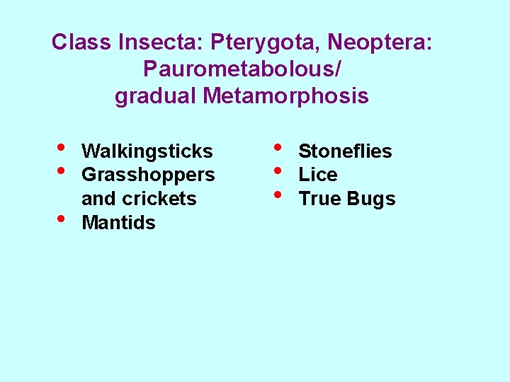 Class Insecta: Pterygota, Neoptera: Paurometabolous/ gradual Metamorphosis • • • Walkingsticks Grasshoppers and crickets