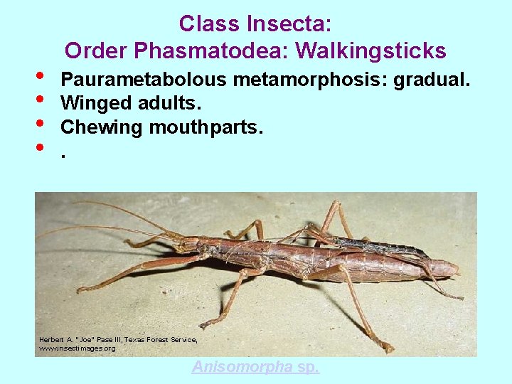  • • Class Insecta: Order Phasmatodea: Walkingsticks Paurametabolous metamorphosis: gradual. Winged adults. Chewing