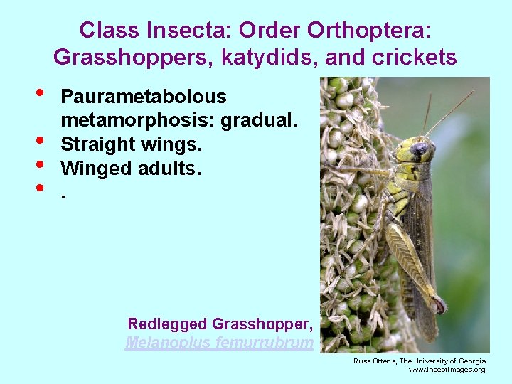 Class Insecta: Order Orthoptera: Grasshoppers, katydids, and crickets • • Paurametabolous metamorphosis: gradual. Straight