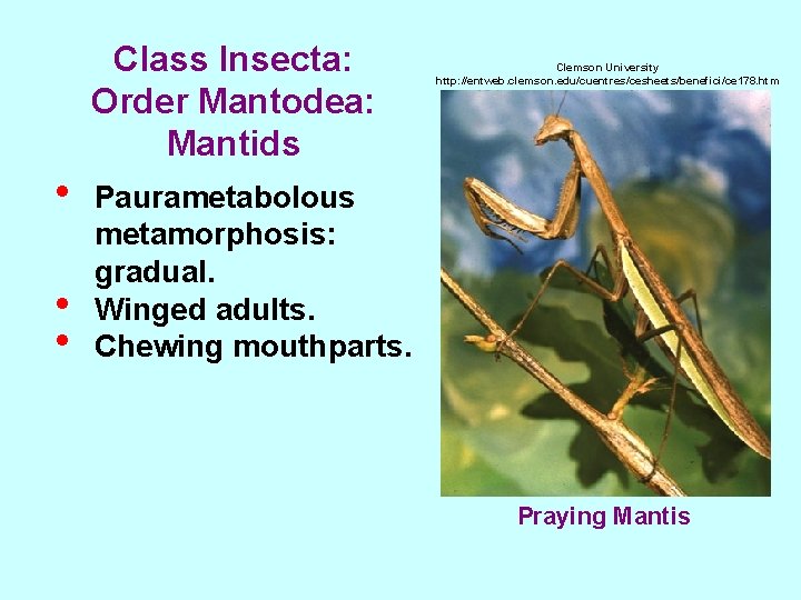 Class Insecta: Order Mantodea: Mantids • • • Clemson University http: //entweb. clemson. edu/cuentres/cesheets/benefici/ce